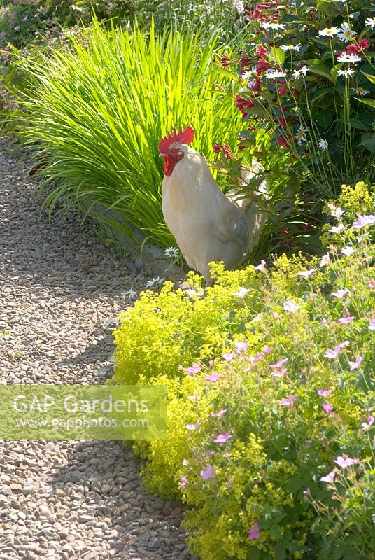 Cockerel amongst flowerbeds and gravel path