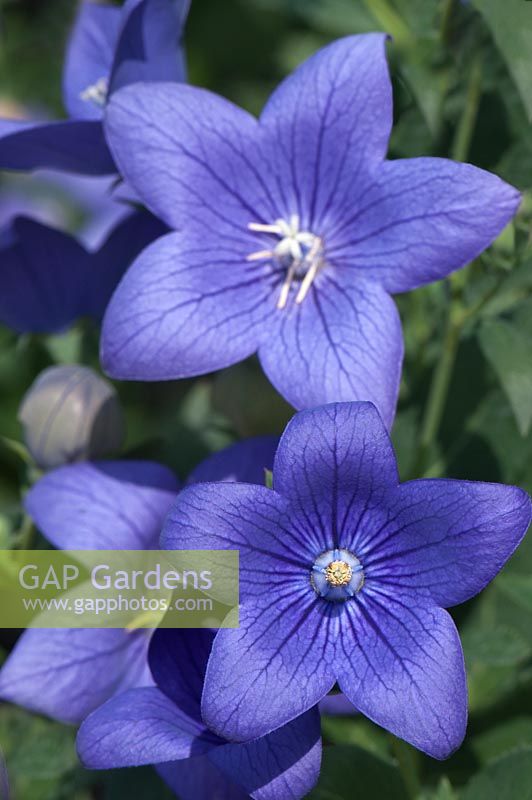 Platycodon grandiflorus - Balloon Flower