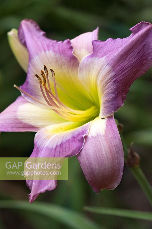 Hemerocallis 'Swallowtail Kite' - Daylily