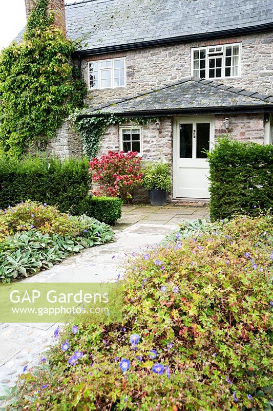 Path to the front door runs between Geranium Rozanne 'Gerwat' and Stachys with pots of Sarcococca and Hydrangea beside the entrance - Rhodds Farm, Kington, Herefordshire, UK