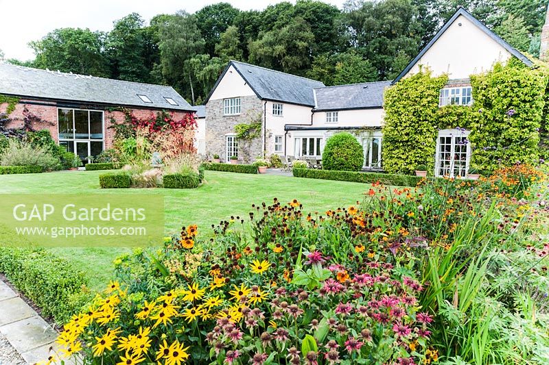 Herbaceous border of hot colours including Heleniums, Rudbeckias and Crocosmias with box edged lawn, house and barn beyond - Rhodds Farm, Kington, Herefordshire, UK
