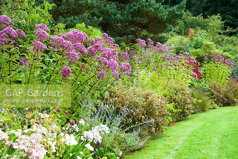 Border on woodland edge of the garden, planted with purples, pinks and whites - Potentilla, Eupatorium maculatum Atropurpureum group and Perovskia 'Blue Spire' - Rhodds Farm, Kington, Herefordshire, UK