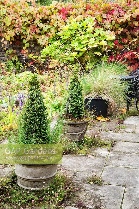 Box cones in pots on the edge of the gravel garden, on the site of an old sheepfold - Rhodds Farm, Kington, Herefordshire, UK