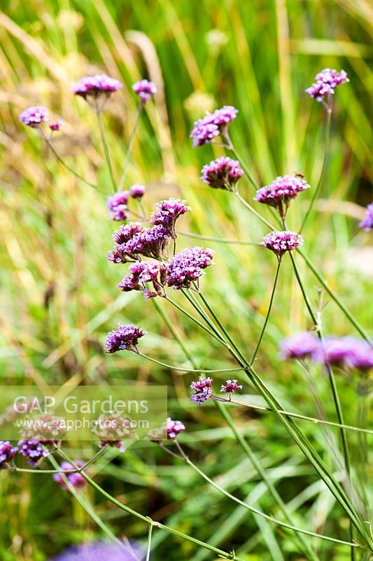 Verbena bonariensis - Rhodds Farm, Kington, Herefordshire, UK