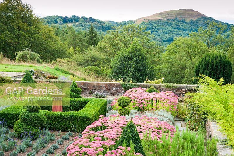 Terrace planted with box, Sedum 'Herbstfreude', santolina and Lavandula angustifolia 'Hidcote', with the British Camp or Herefordshire Beacon seen beyond. Perrycroft, Upper Colwall, Herefordshire, UK