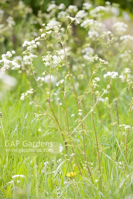 Anthriscus sylvestris - Cow parsley, Queen Anne's Lace
