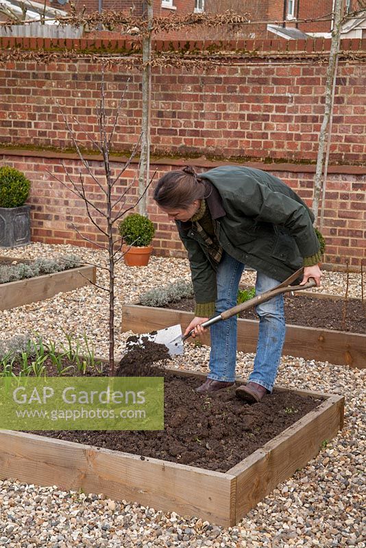 Step by step for planting Apple 'Spartan' in raised bed