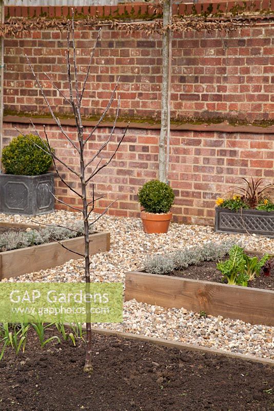 Newly planted Apple 'Spartan' in raised bed