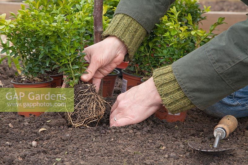 Underplanting newly planted Apple 'Spartan' with Buxus sempervirens