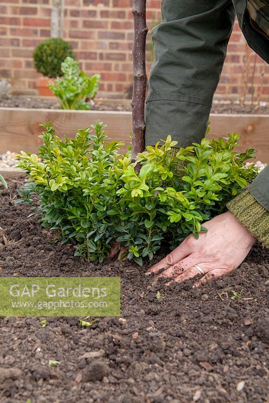 Underplanting newly planted Apple 'Spartan' with Buxus sempervirens