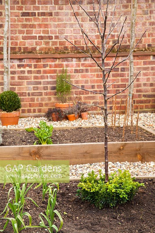 Newly planted Apple 'Spartan' underplanted with Buxus sempervirens in raised bed