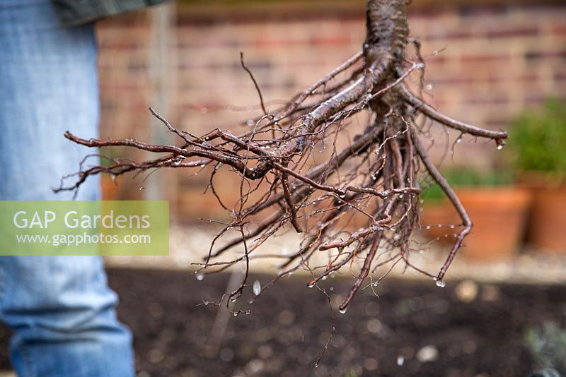 Planting Plum 'Victoria' in raised bed