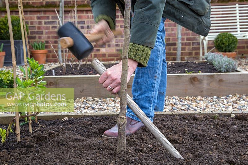 Planting Plum 'Victoria' in raised bed