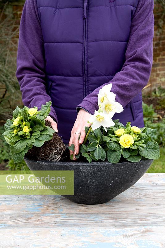 Planting a container for Mother's Day gift of White Helleborus and Double flowered Yellow Primula 
