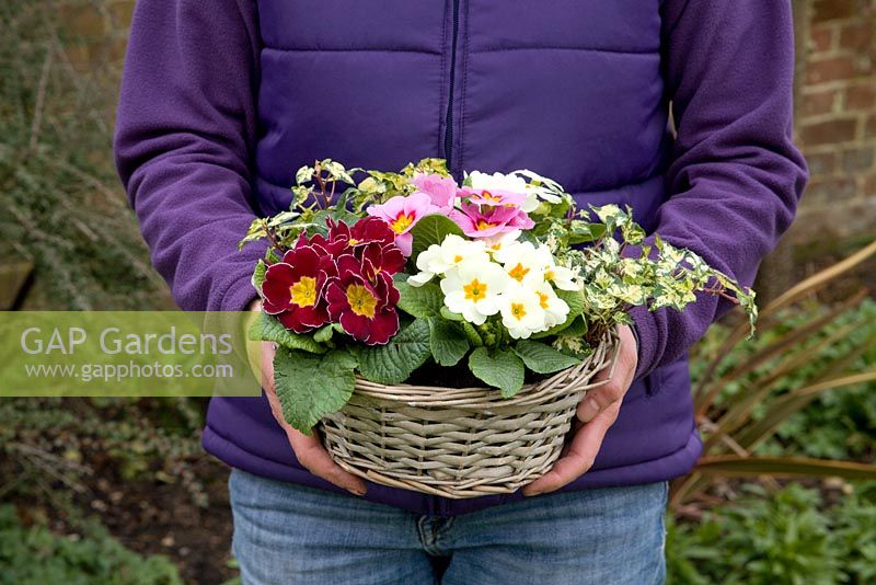 Mother's Day gift of Mixed single flowered Primula and variegated Hedera
