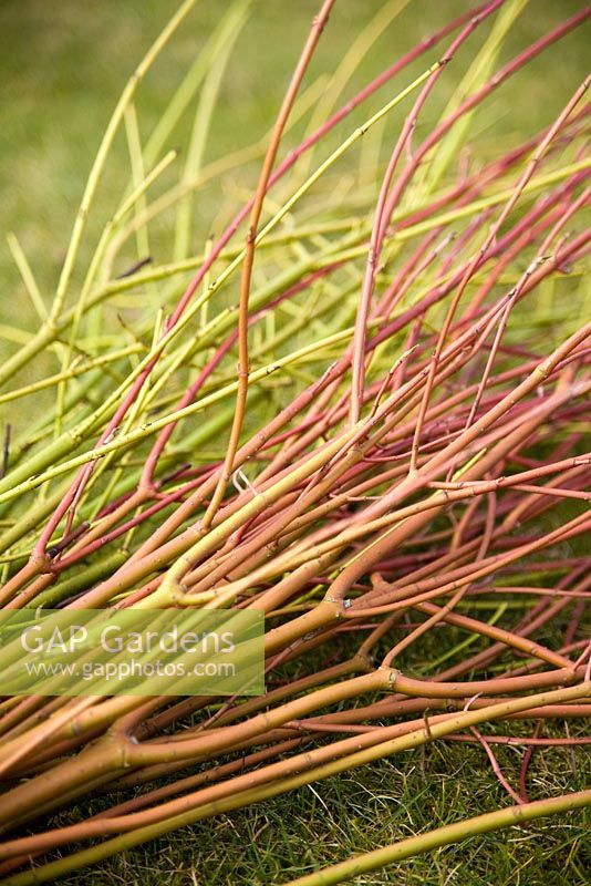 Harvested stems of Cornus sanguinea 'Midwinter Fire' and Cornus flaviramea