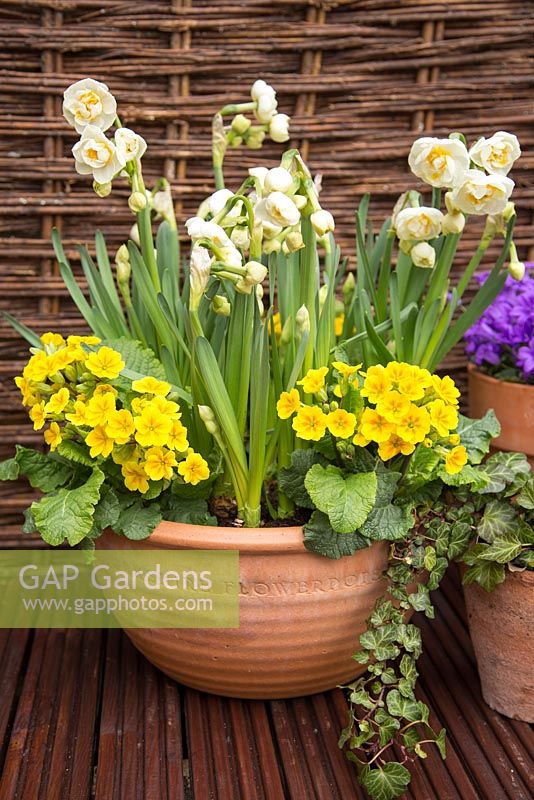 Container consisting of Narcissus 'Bridal Crown' and Primula veris