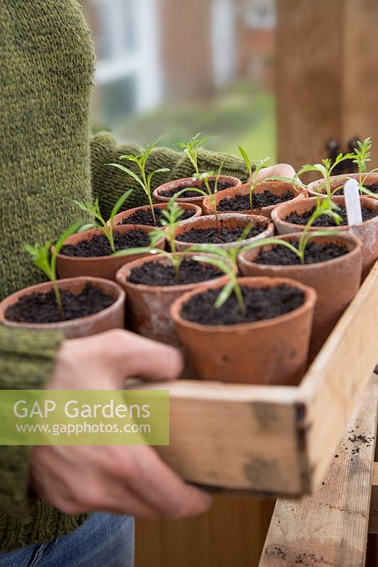 Step by Step pricking out of Cosmos 'Bright Lights' to terracotta pots