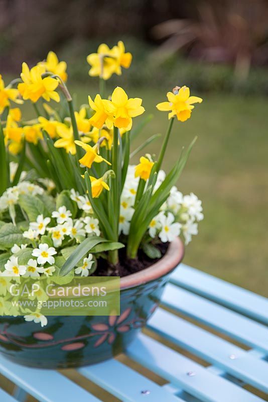 Step by Step container for Primula vulgaris and Narcissus 'Tete-a-tete'