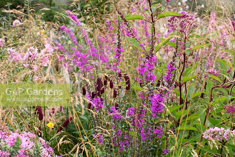 Deschampsia cespitosa 'Goldschleier', Eupatorium maculatum 'Atropurpureum', Lythrum salicaria 'Blush', Lythrum virgatum 'Dropmore Purple', Persicaria amplexicaule 'Black Field', Sanguisorba menziesii, Veronicastrum virginicum 'Album'