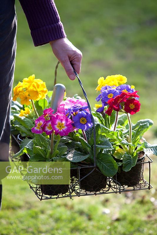 Planting Polyanthus primulas