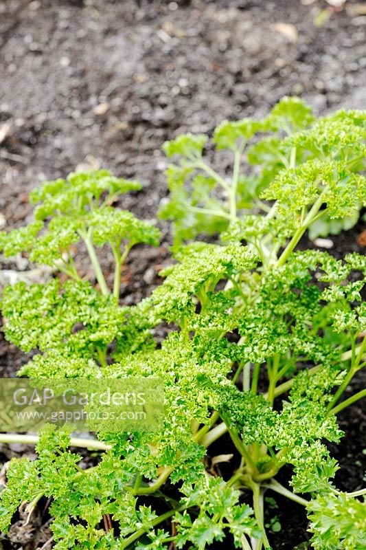 Petroselinum crispum - Curly Parsley overwintered in a polytunnel, Wales