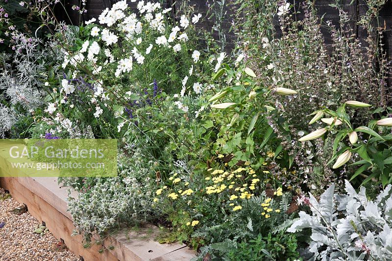 White border in raised timber bed, with Lilies, Senecio vira vira, Cosmos, Salvia turkestanica, Achillea 'Anthea' and Ballota acetabulosa - Gosselin Road