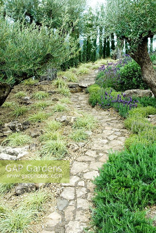 Rustic path through Olive grove, with grasses, Lavender and mediterranean herbs alongside - 'Un Poco de Hogar (A Little Bit of Home)' Show Garden - RHS Malvern Spring Show 2012