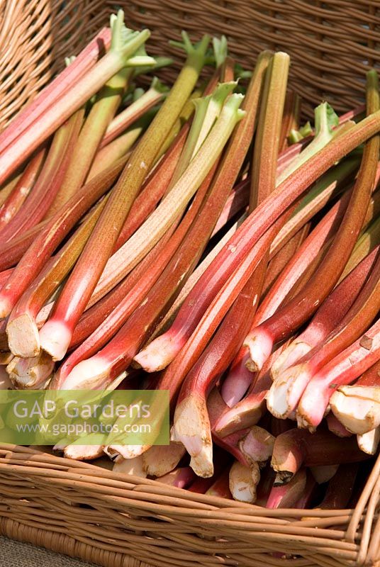 Rhubarb for sale on market stall