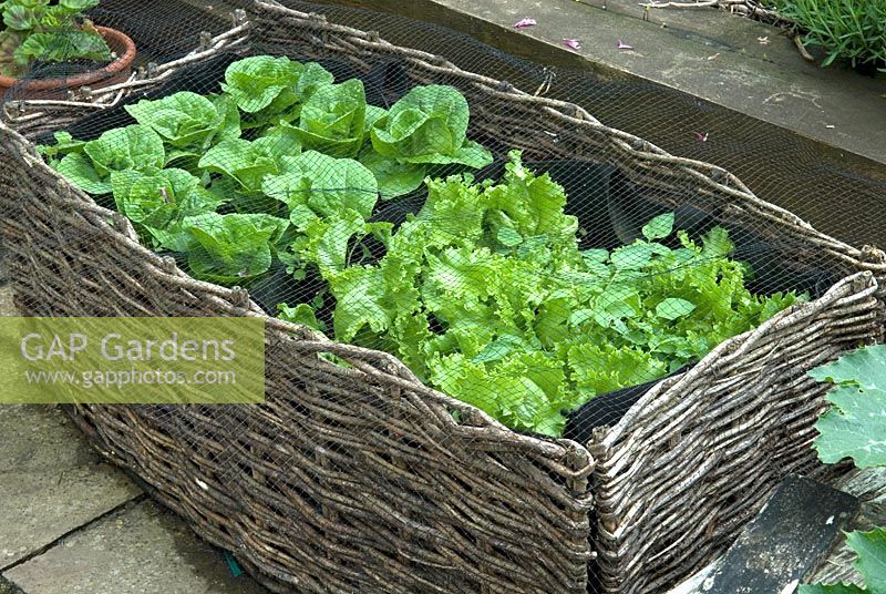 Lettuces growing in compost bags with wicker surround and protected by netting -  Open Gardens Day 2012, Long Melford, Suffolk