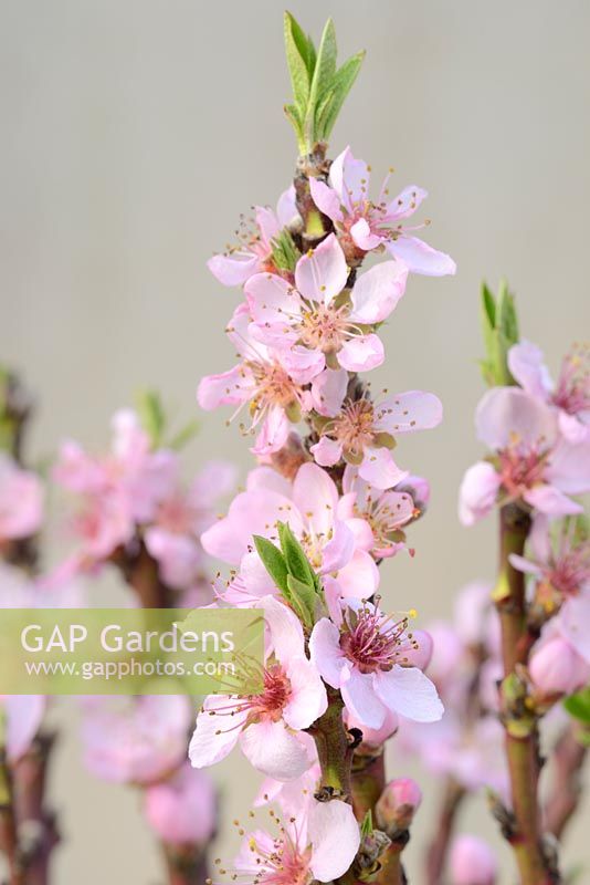 Prunus persica 'Bonanza' - Peach flowers on a young tree overwintered in a polytunnel