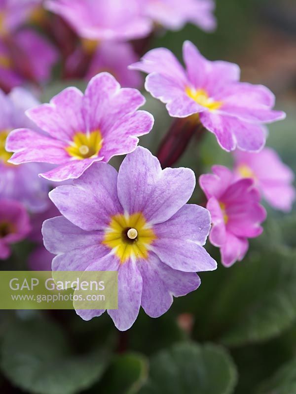 Primula vulgaris 'Glengarriff' - Kennedy Irish Primrose
