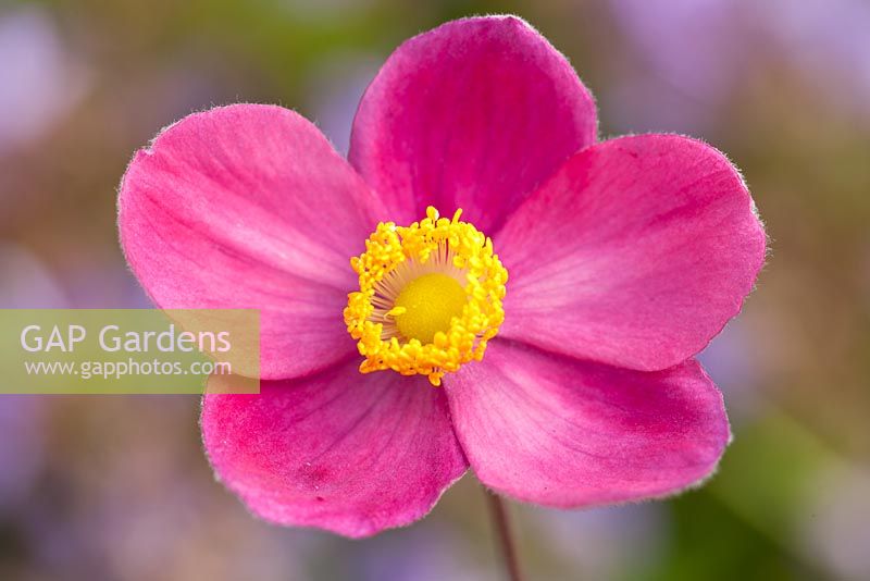 Anemone x hybrida 'Pretty Lady Diana', Pretty Lady Series.