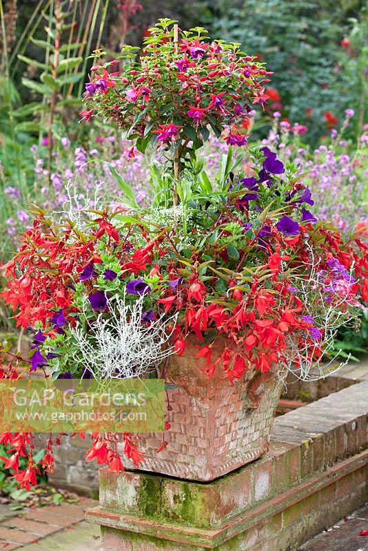 Container combination with standard Fuchsia, Calocephalus 'Silver sand', Verbena, Petunia and Begonia 'Devotion' (Million Kisses Series) at East Ruston Old Vicarage