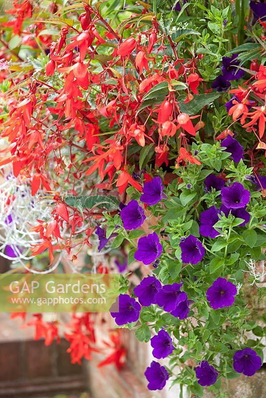 Mixed container with Begonia 'Devotion' (Million Kisses Series) and Petunia 'Blue Wave'