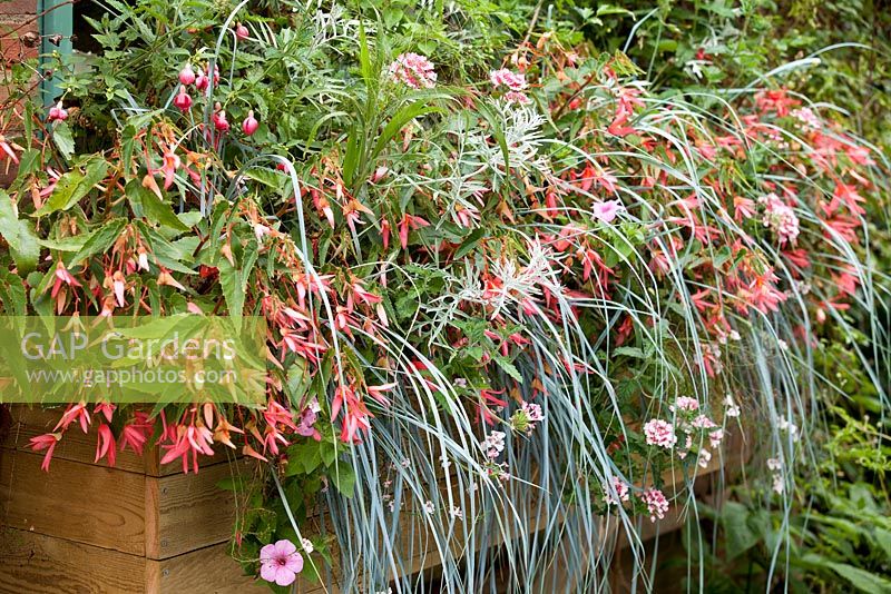 Window box with Begonia 'Romance' and Elymus magellanicus by Alan Gray at East Ruston Old Vicarage gardens