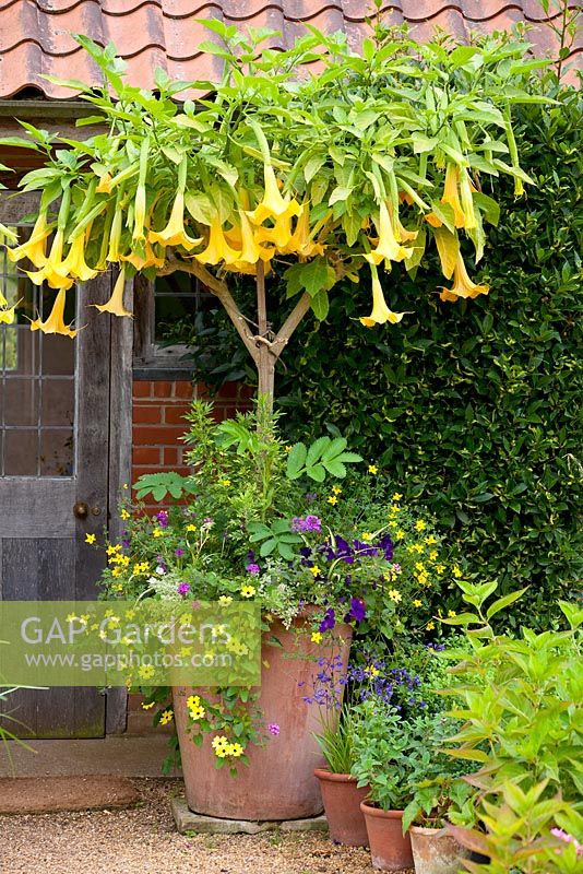 Container with Brugmansia x candida 'Grand Marnier' - Angel's Trumpet, Bidens, Thunbergia, Verbena, Melianthus major, Silene and Petunia 'Blue Wave' - East Ruston Old Vicarage gardens