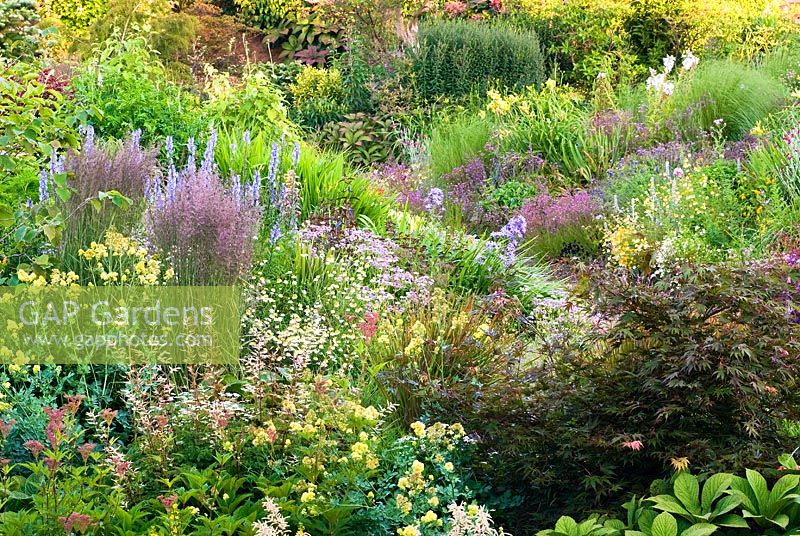 Naturalistic planting of Acer, Astilbe, Ligularia, Hosta, Rodgersia, Thalictrum, Filipendula, Lysimachia punctata, Calamagrostis x acutiflora 'Karl Foerster' and Astrantia - Wildside garden 
