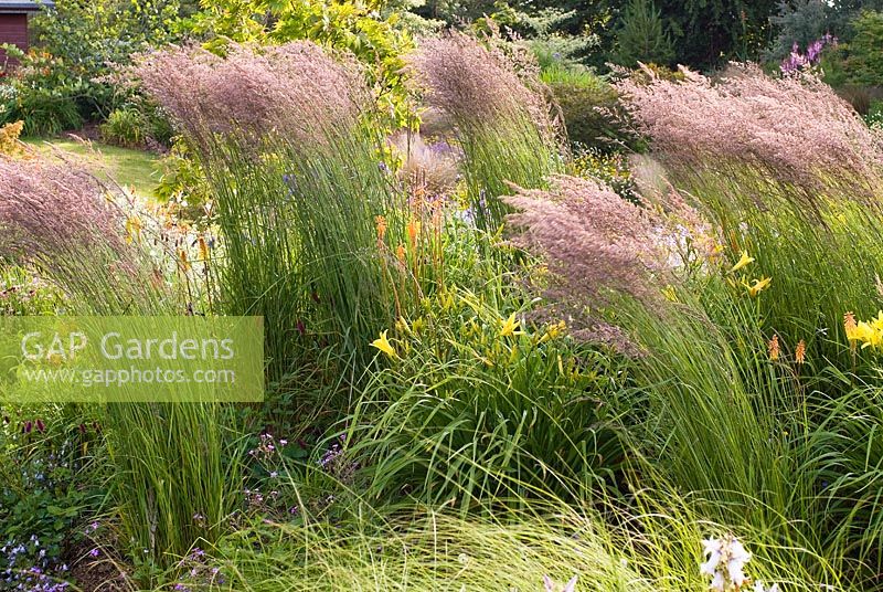 Group of Calamagrostis x acutiflora 'Karl Foerster' - Small Reed blowing in the wind - Wildside garden 
 