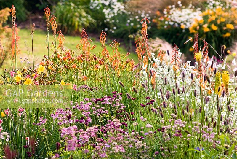 Kniphofia thomsonii var snowdenii,  Astrantia 'Hadspen Blood', Hemerocallis 'Little Tawny' and Pennisetum thunbergii 'Red Buttons' - Wildside garden 
 