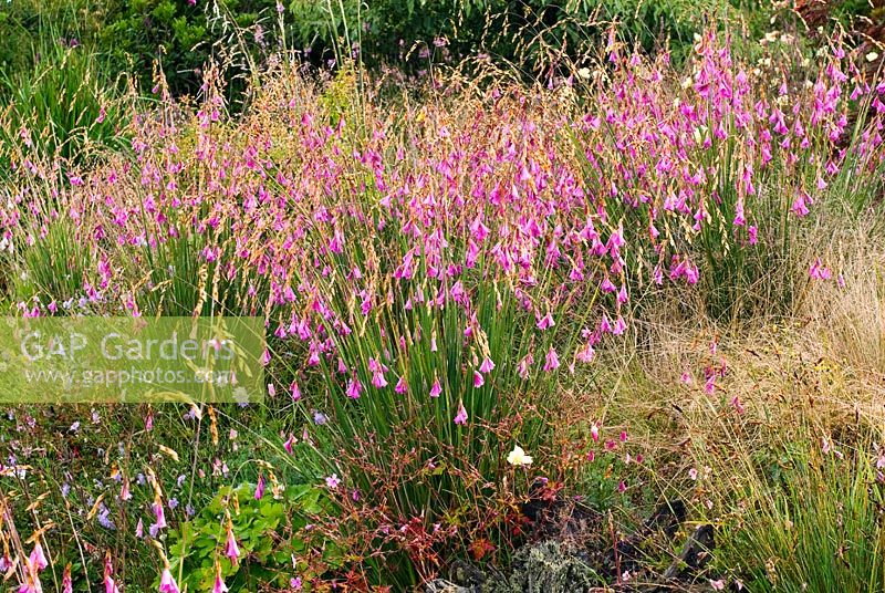 Dierama 'Wildside hybrid' - Angel's Fishing Rod, Wand Flower with grasses - Wildside garden
 