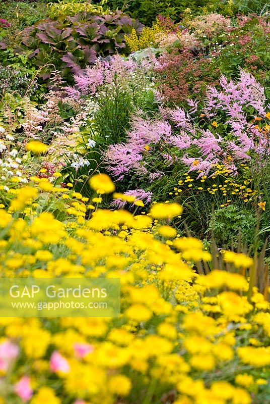 Naturalistic planting of Astilbe, Rodgersia, Filipendula, Lysimachia punctata, Anthemis, Iris ensata, Linaria, Hemerocallis and Gillenia trifoliata - Wildside garden 
