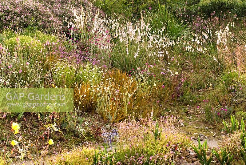 Dierama pulcherrimum, Dierama 'Wildside hybrid' and Hebe 'Nicola's Blush', Oenothera, Lychnis, Tanacetum and Libertia - Wildside garden 