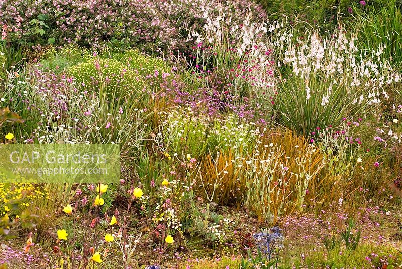 Dierama pulcherrimum, Dierama 'Wildside hybrid', Hebe 'Nicola's Blush', Oenothera, Lychnis, Tanacetum, Scabiosa and Libertia - Wildside garden 
