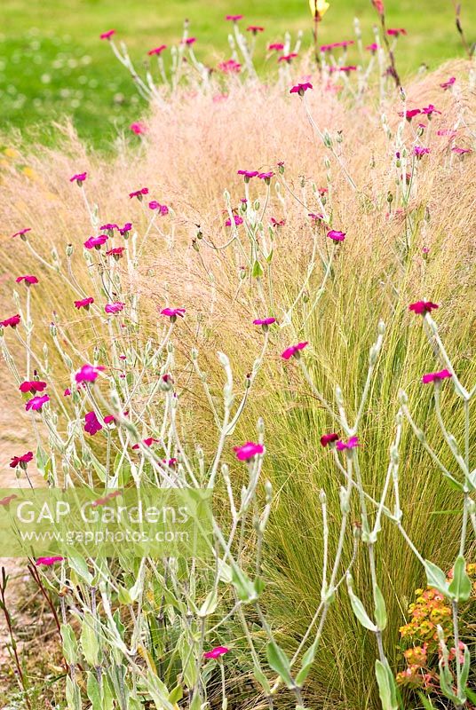 Lychnis coronaria - Rose Campion and Stipa tenuissima - Spear Grass - Wildside garden
 