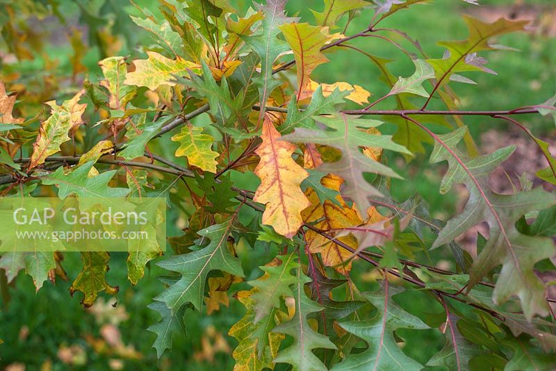 Quercus texana 'New Madrid'