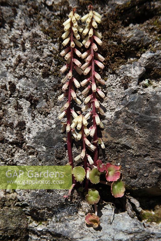 Umbilicus rupestris - Wall pennywort plant in flower 