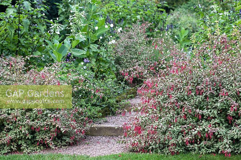 Fuchsia magellanica var. gracilis planted either side of steps