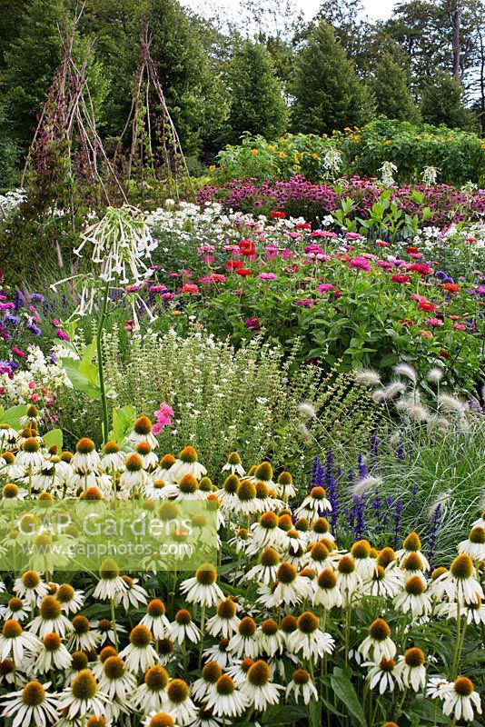 Potager with Echinacea purpurea 'Magnus', Echinacea purpurea 'Alba', Salvia viridis, Anemone 'Queen Charlotte', Anemone japonica 'Honorine Jobert', ornamental cabbage, Cosmos, sunflowers, Zinnia, Antirrhinum majus , wigwam with Cobaea scandens, Nicotiana sylvestris, Pennisetum setaceum, Callistephus chinensis, Cleome hassleriana