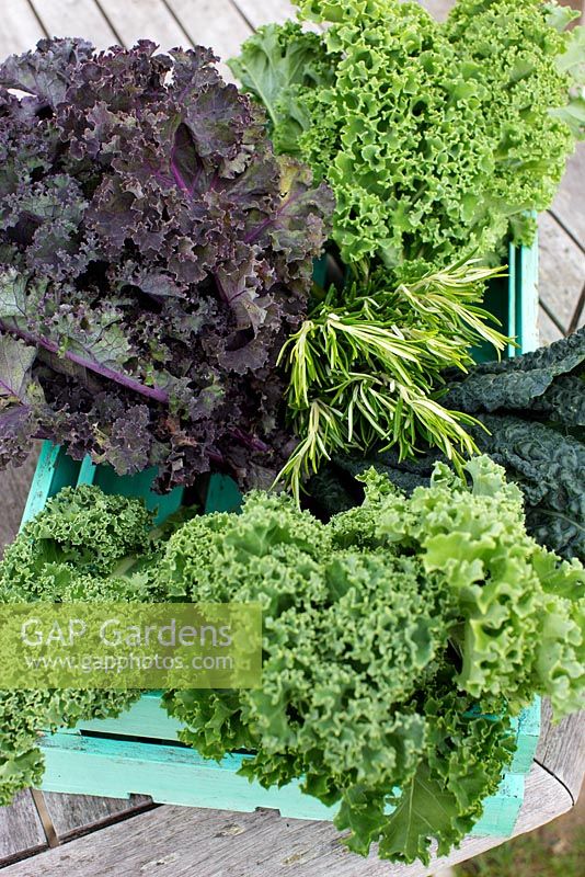 Harvested vegetables - Brassica oleracea, Kale 'Westland Winter', Kale 'Scarlet', Kale 'Nero di Toscana' and rosemary in wooden crate